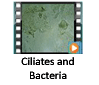 Ciliates and Bacteria Video